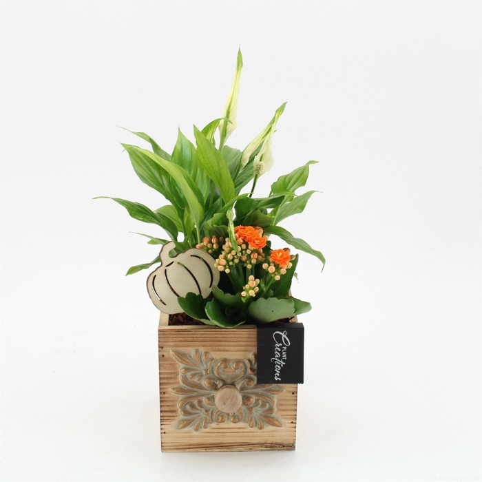 <h4>Arr.   Kamerplant Bloei L%</h4>