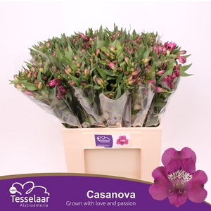 Alstroemeria casanova