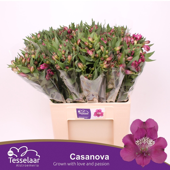<h4>Alstroemeria casanova</h4>