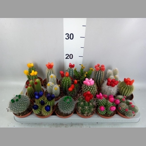 Cactus   ...decorated