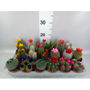 Cactus   ...decorated