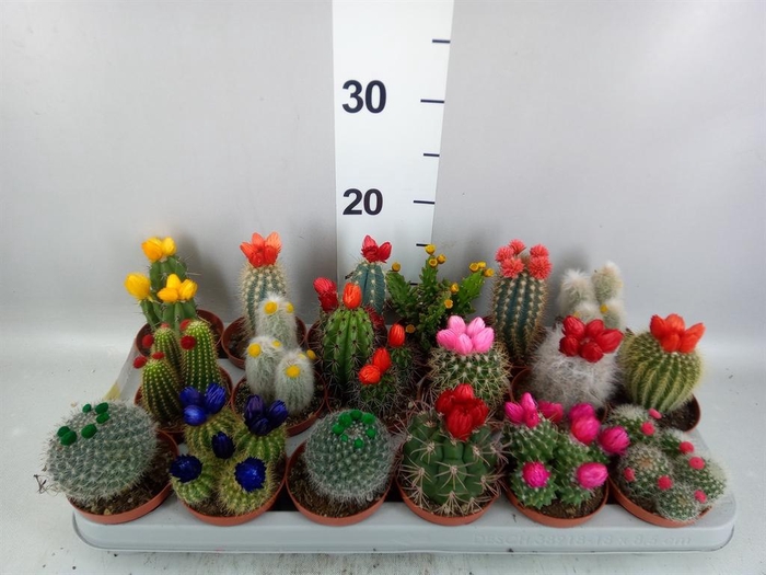 <h4>Cactus   ...decorated</h4>