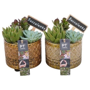 PTSU8480 Arrangement Succulenten in keramiek pot