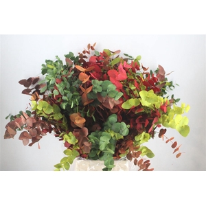 Euca Cinerea Harelquino Mix 200gr P Bunch