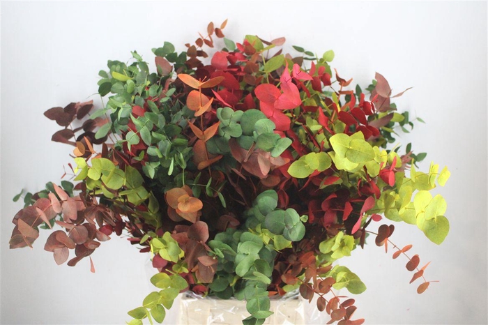 <h4>Euca Cinerea Harelquino Mix 200gr P Bunch</h4>