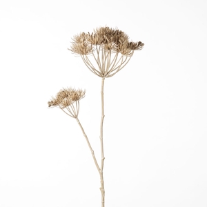 Af Heracleum Spray L97cm Beige