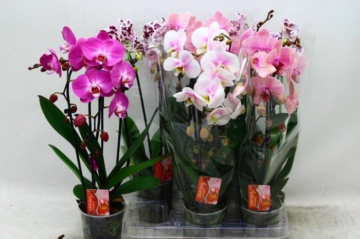 <h4>PHAL EL CASCADE</h4>