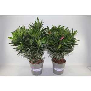 NERIUM OLEANDER OV