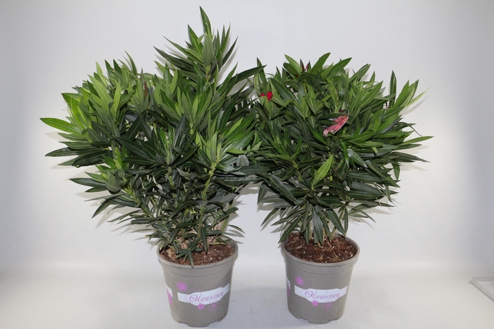 <h4>NERIUM OLEANDER OV</h4>
