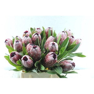 Protea Pink Ice