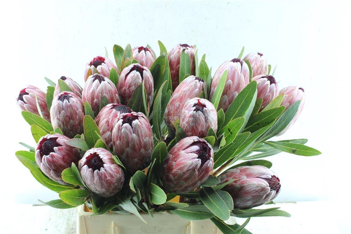 <h4>Protea Pink Ice</h4>