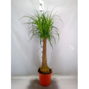 Beaucarnea recurvata