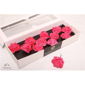 Roos Wax Zijde 9450 M Pink Blush Red