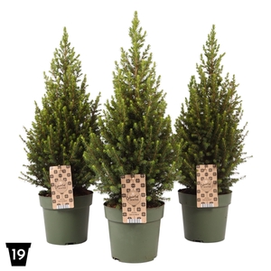 Picea glauca 'Magnifique' P19