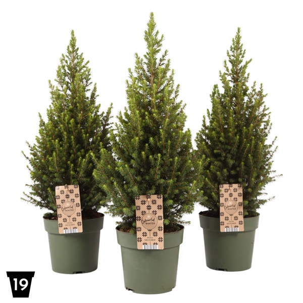 <h4>Picea glauca 'Magnifique' P19</h4>