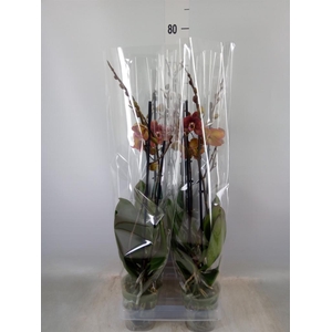 Phalaenopsis  'FC Infinite Dreams'