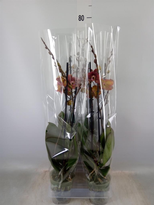 <h4>Phalaenopsis 'FC Infinite Dreams'</h4>