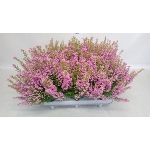 Erica gracilis 'Bea Queen Sofie'