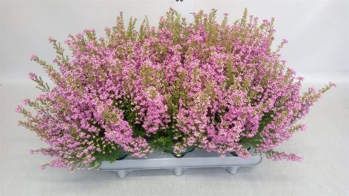 <h4>Erica gracilis 'Bea Queen Sofie'</h4>