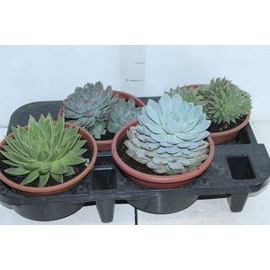 ECHEVERIA C21