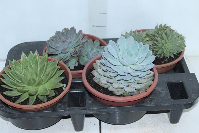 <h4>ECHEVERIA C21</h4>