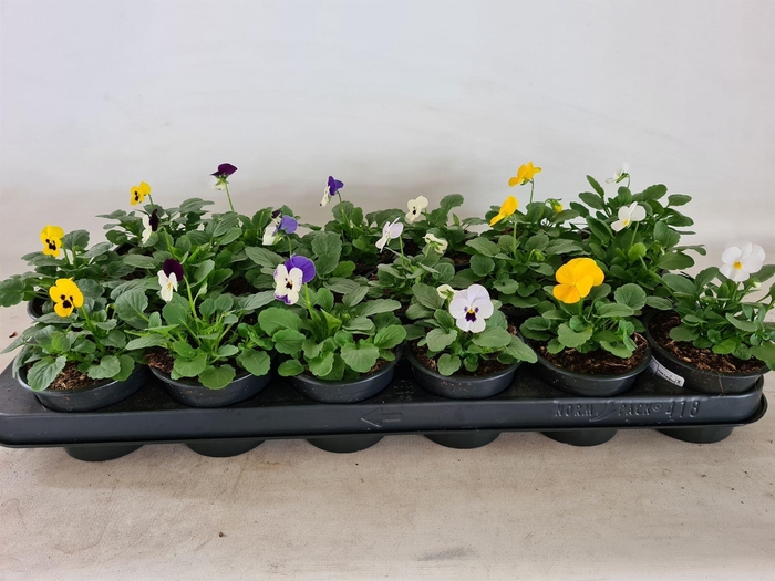 <h4>Viola overig</h4>