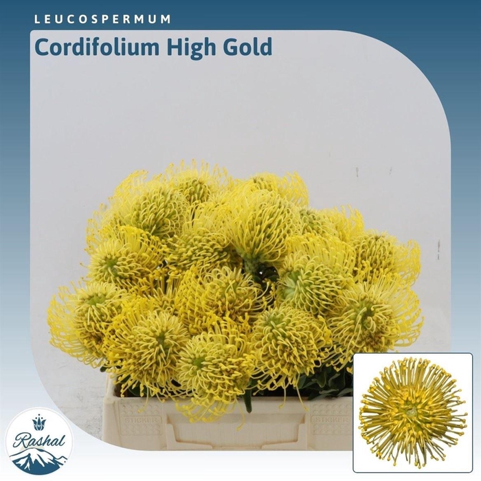 <h4>Leucospermum High Gold</h4>