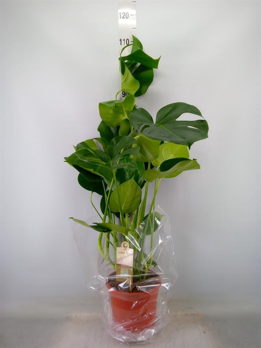 <h4>Monstera delic.</h4>