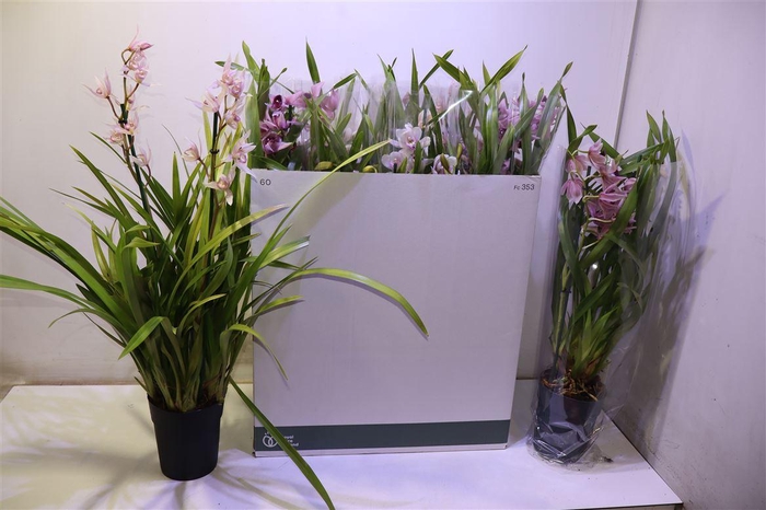 <h4>Cymb Gemengd</h4>