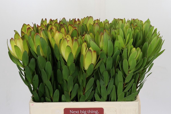 <h4>Leucadendron Goldstrike</h4>
