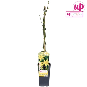 Jasminum nudiflorum P15 - Upclimbers