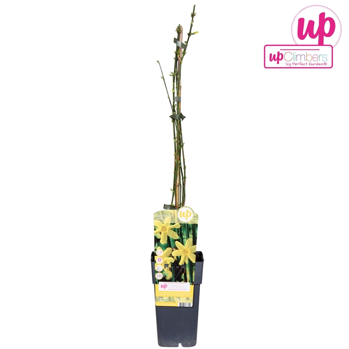 <h4>Jasminum nudiflorum P15 - Upclimbers</h4>