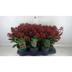 Skimmia jap. 'Rubella'