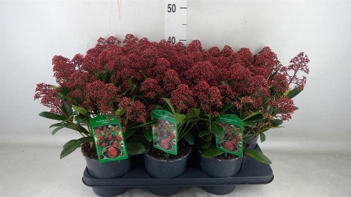 <h4>Skimmia jap. 'Rubella'</h4>
