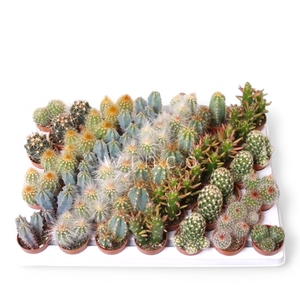 Cactus Mini Mix