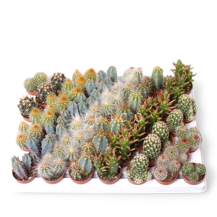 <h4>Cactus Mini Mix</h4>
