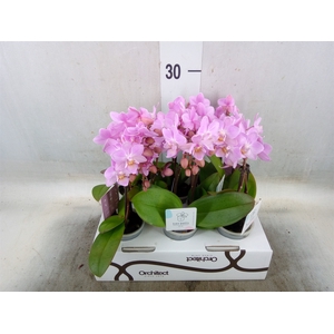 Phalaenopsis   ...mini