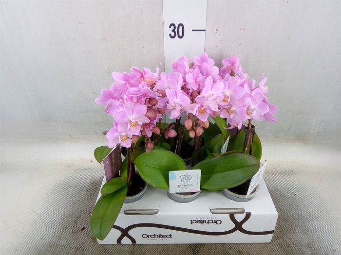 <h4>Phalaenopsis   ...mini</h4>
