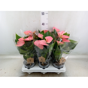 Anthurium andr. 'Sweet Dream'