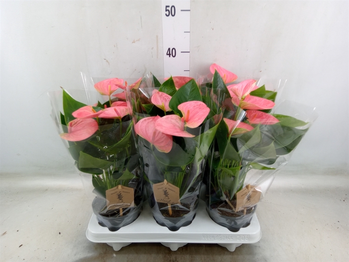 <h4>Anthurium andr. 'Sweet Dream'</h4>