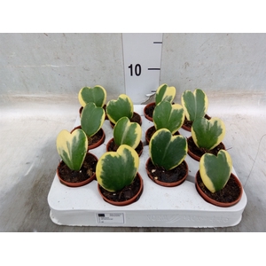 Hoya kerrii