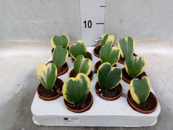 <h4>Hoya kerrii</h4>