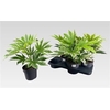 arr8 Fatsia Variegata