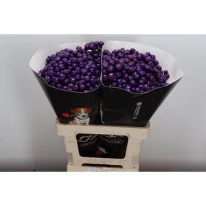 Snijgroen Snijbloemen Klb H