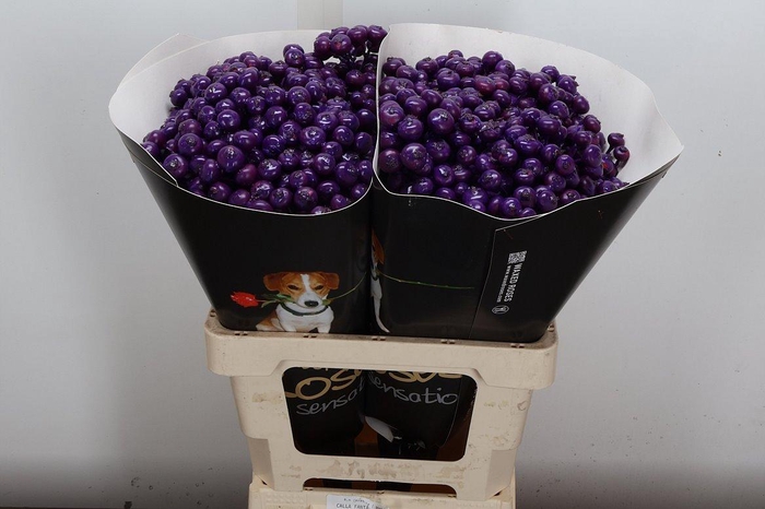 Snijgroen Snijbloemen Klb H