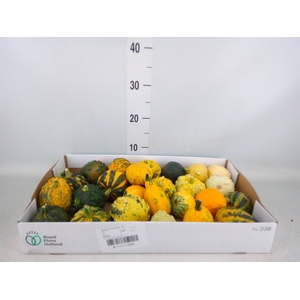 Cucurbita pepo 'Hard Warties' ..mix
