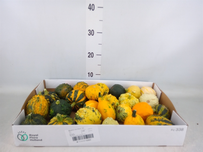 <h4>Cucurbita pepo 'Hard Warties' ..mix</h4>