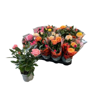 RO KORDAN GRANDE GEM