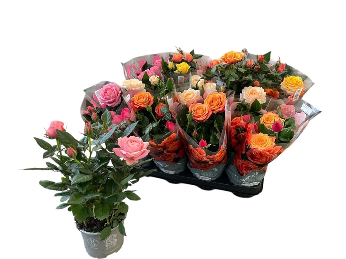 <h4>RO KORDAN GRANDE GEM</h4>