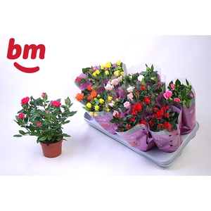 RO B MONDE GEM 7 SRT